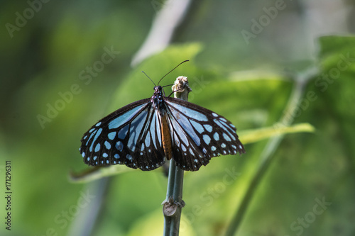 Butterfly in the jungle © Bernhard