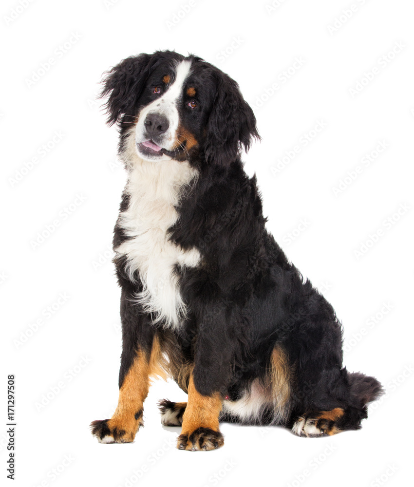 Bernese Mountain Dog on a white background