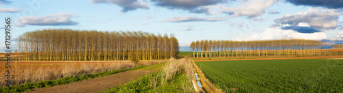 Campos de cultivo agricola con camino, acequia de riego y arboledas de chopos al atardecer photo