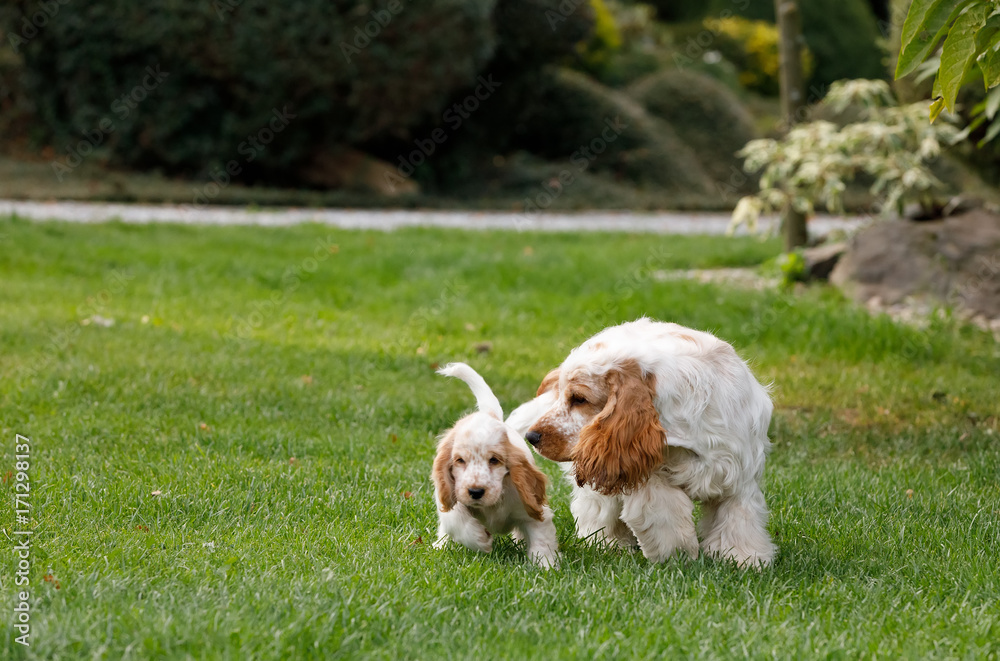 purebred English Cocker Spaniel with puppy purebred English Cocker Spaniel with puppy
