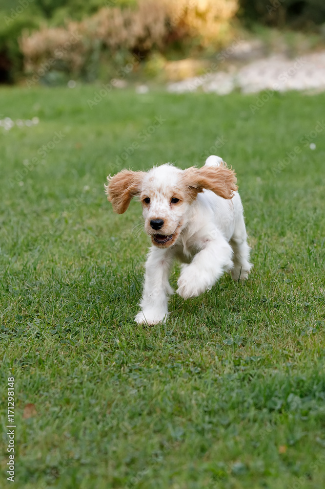 purebred English Cocker Spaniel puppy purebred English Cocker Spaniel puppy