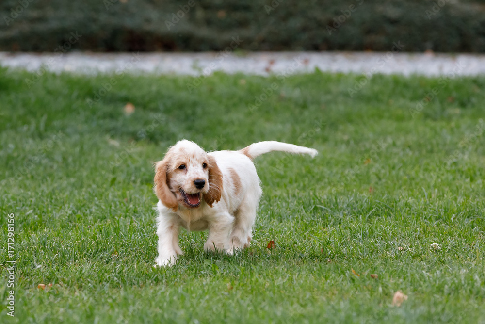 purebred English Cocker Spaniel puppy purebred English Cocker Spaniel puppy