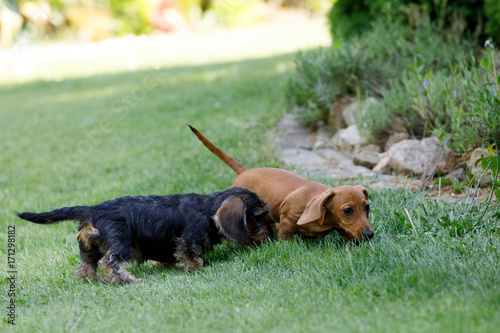 small dogs dachshund plays in garden