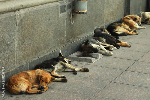 Stray dogs sleeping on a sidewalk photo