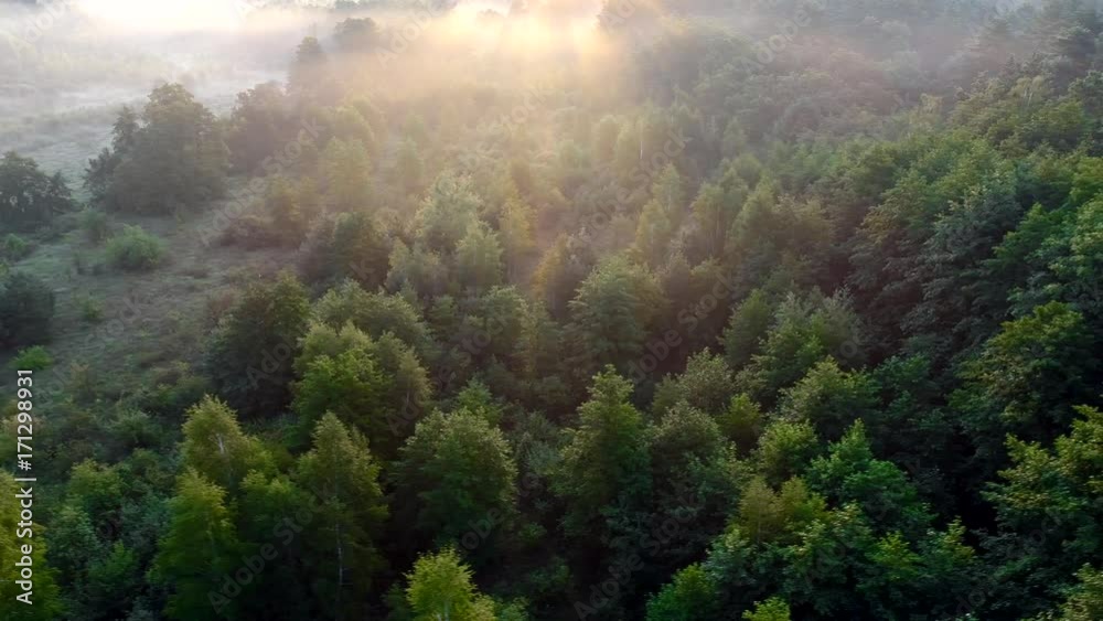 Summer forest early in the morning. High qaulity aerial drone shot Summer forest early in the morning. High qaulity aerial drone shot