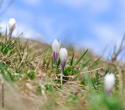 jolies petits crocus sauvages en montagne
