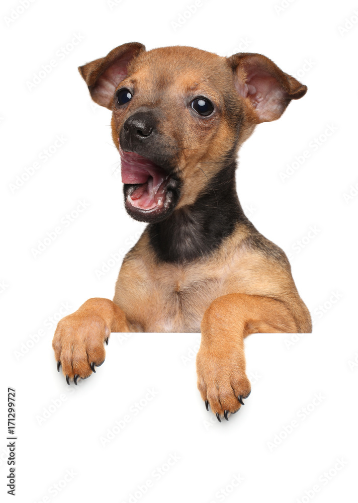 Toy terrier puppy above banner isolated on white background Toy terrier puppy above banner isolated on white background