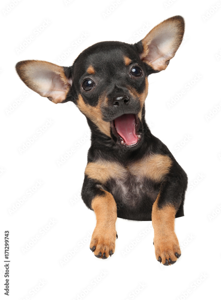 Happy Toy terrier