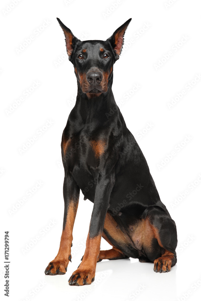 Doberman on white background Doberman on white background