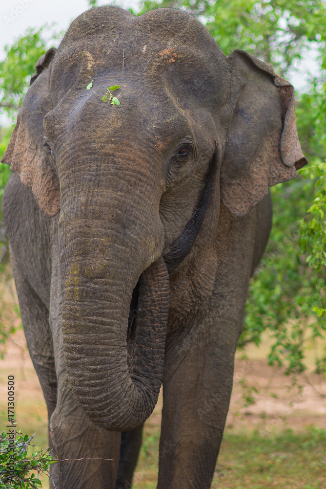 Sri Lankan Elephant in the national park Yala, is the most visited, second largest and oldest protected area in Sri Lanka. Situated in the south east, the national park has a large varied biodiversity