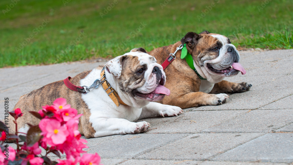 two funny English Bulldogs or British Bulldogs in the park near the flowers