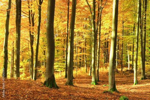 Autumn Forest. Kashubia, Poland