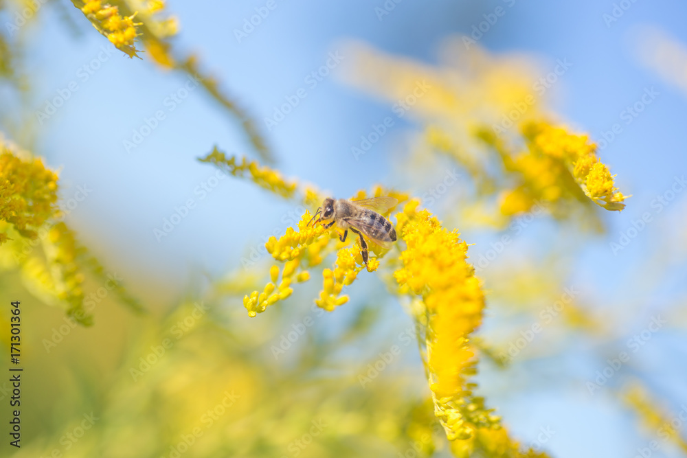 Solidago, goldenrod yellow flowers in summer. Lonely bee sits on a yellow flowering goldenrod and collects nectar Solidago, goldenrod yellow flowers in summer. Lonely bee sits on a yellow flowering goldenrod and collects nectar