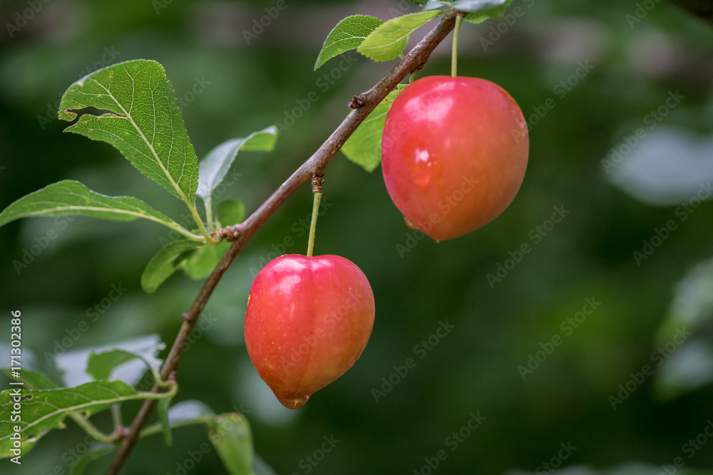 Fresh red plums hanging in the tree Fresh red plums hanging in the tree