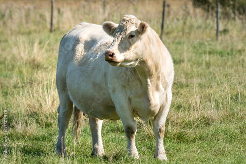 Extremely large white cow