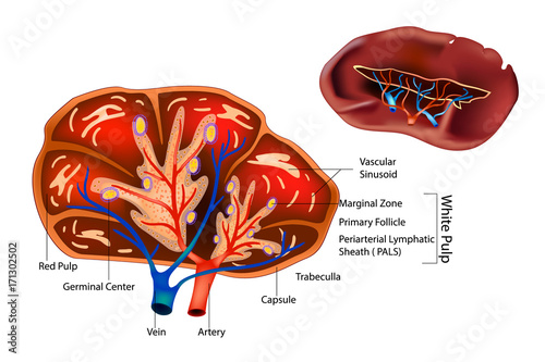 Spleen anatomy photo