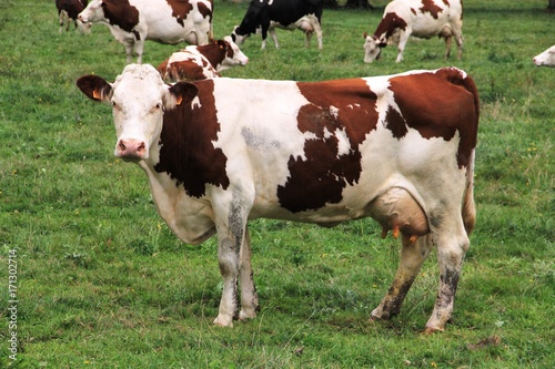 Obraz na plátně vache Montbéliarde