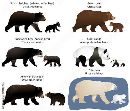 Collection of different species of bears and bear-cubs