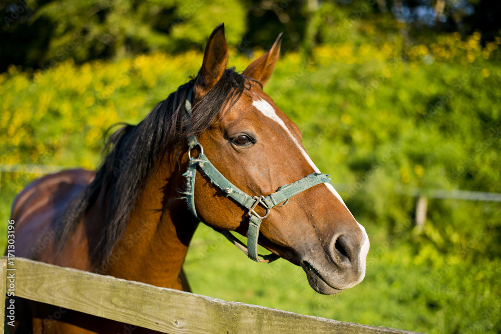 Obraz premium サラブレット