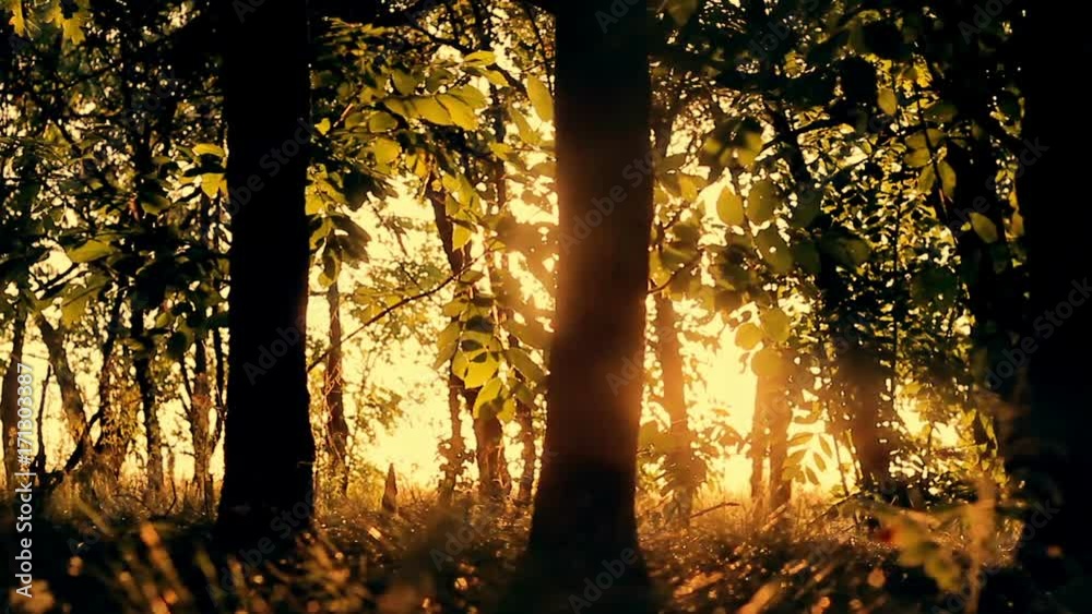forest trees at sunset. trees silhouette