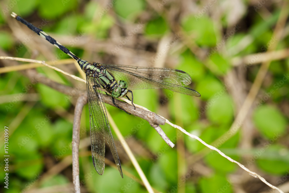 Image of green tiger skimmer dragonfly (Orthetrum sabina ) on nature background. Insect Animal Image of green tiger skimmer dragonfly (Orthetrum sabina ) on nature background. Insect Animal