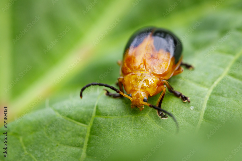 Image of Twin-spotted Beetle (Oides andreweisi) on green leaves. Insect Animal Image of Twin-spotted Beetle (Oides andreweisi) on green leaves. Insect Animal
