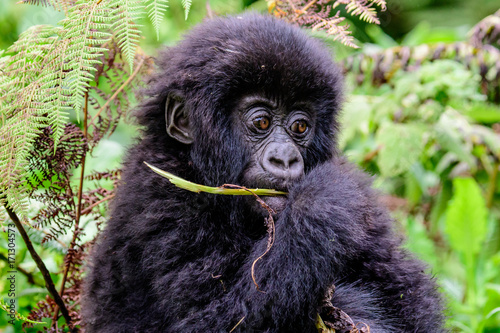 close up of an adorable baby mountain gorilla