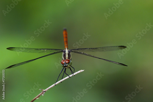 Image of Asiatic Blood Tailed Dragonfly(female) on dry branches. Insect Animal. (Lathrecista asiatica)