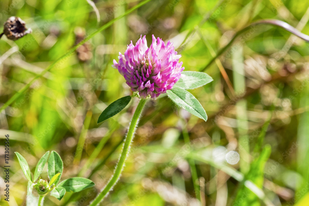 Close up of a Red Clover wildflower growing in the summer sunshine Close up of a Red Clover wildflower growing in the summer sunshine