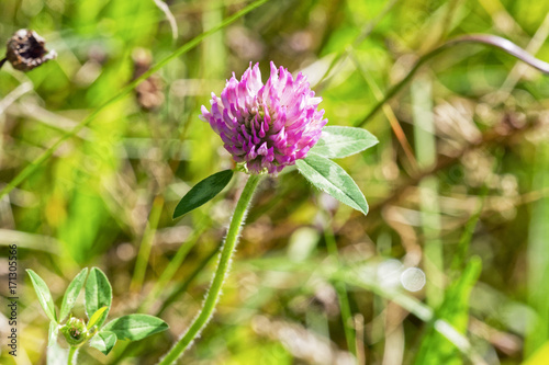 Close up of a Red Clover wildflower growing in the summer sunshine