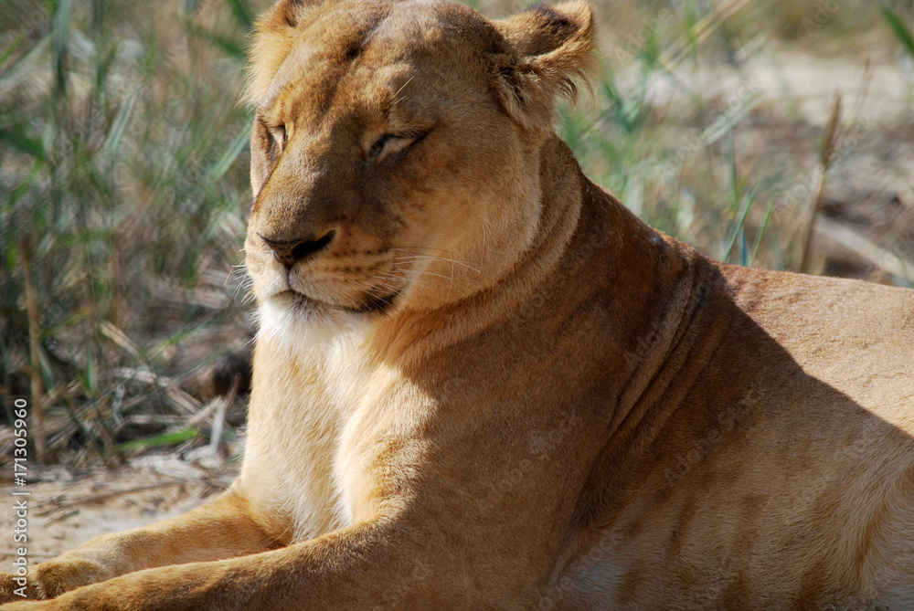 Obraz premium DSC_8731