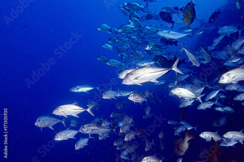 Canvas Print Giant trevelly tuna caranx fish isolated on blue diving maldives