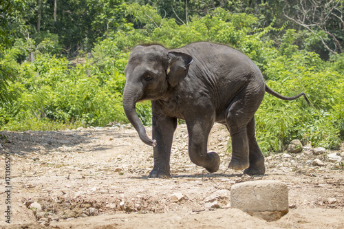 Image of a young elephant on nature background in thailand.