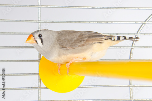 Female Zebra Finch on a perch in a cage photo