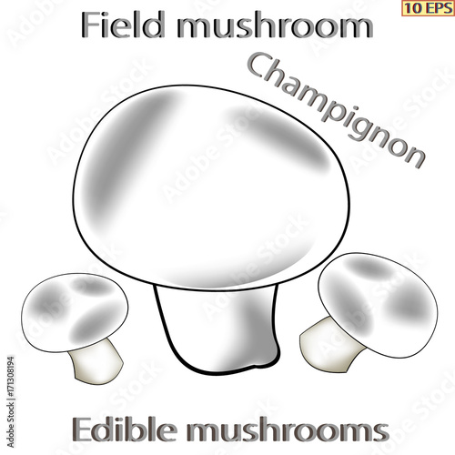 Mushrooms. Black icon. Edible fungus. Illustration to culinary sites or cook book. Recipe mushrooms, vegetarian menu, kitchen interior design. Vector illustration.