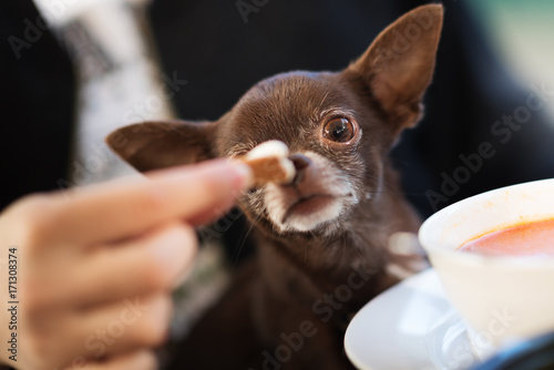 Cute brown chihuahua dog going to eat in restaurant