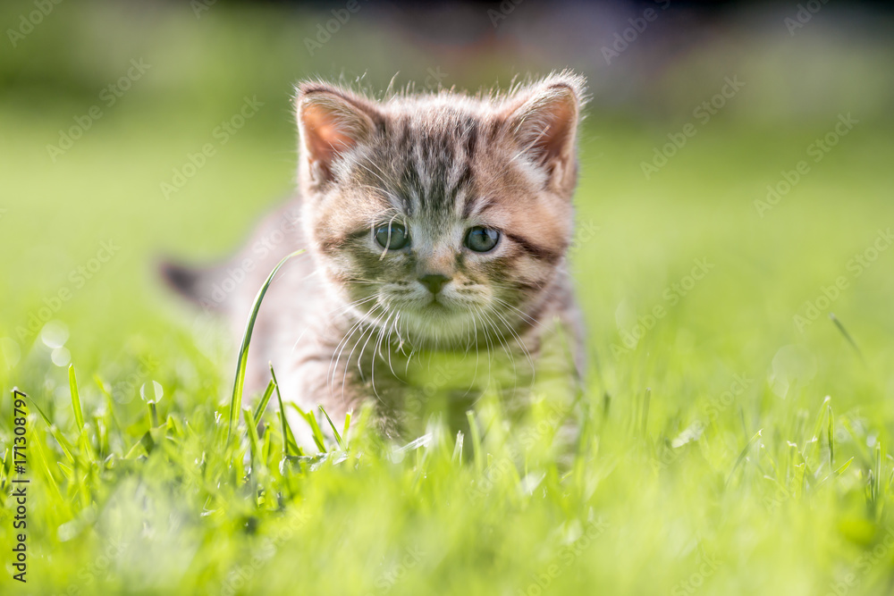 Young cat in green grass