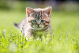 Young cat in green grass