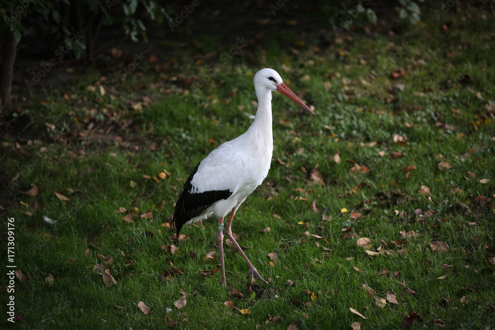 Obraz premium European white stork