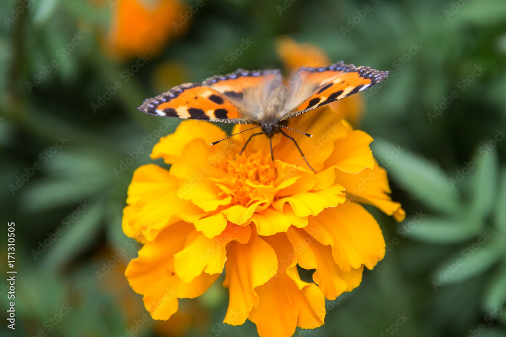 Naklejka premium Orange butterfly on flower