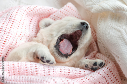 very small golden retriever puppy yawns © Mysh