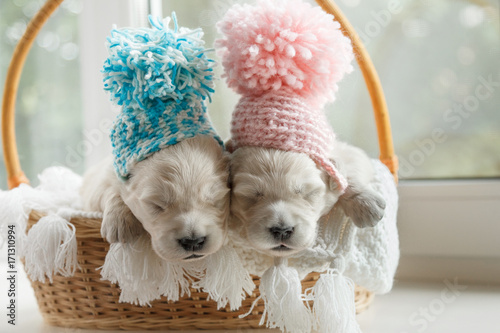 Two small puppies in caps sit in a basket on a window background