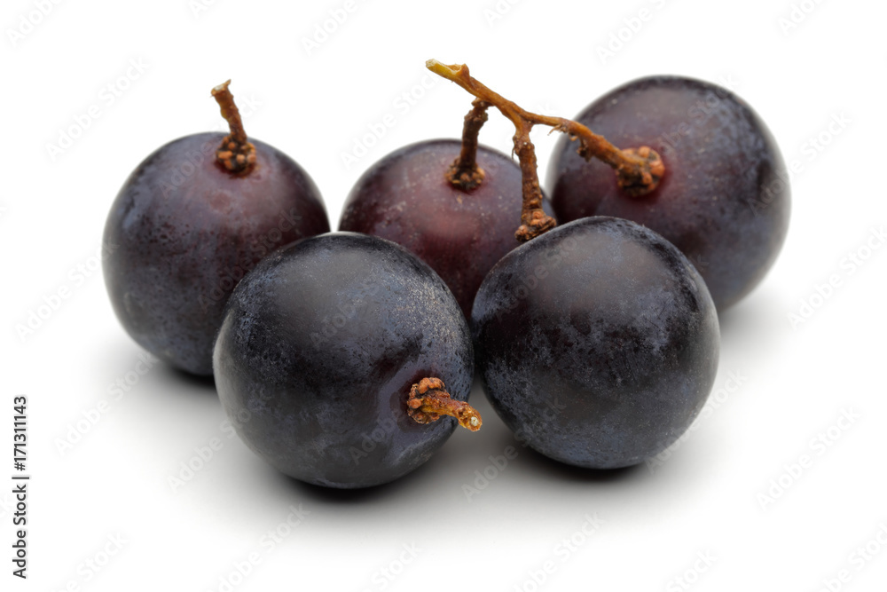 Obraz premium Black grapes