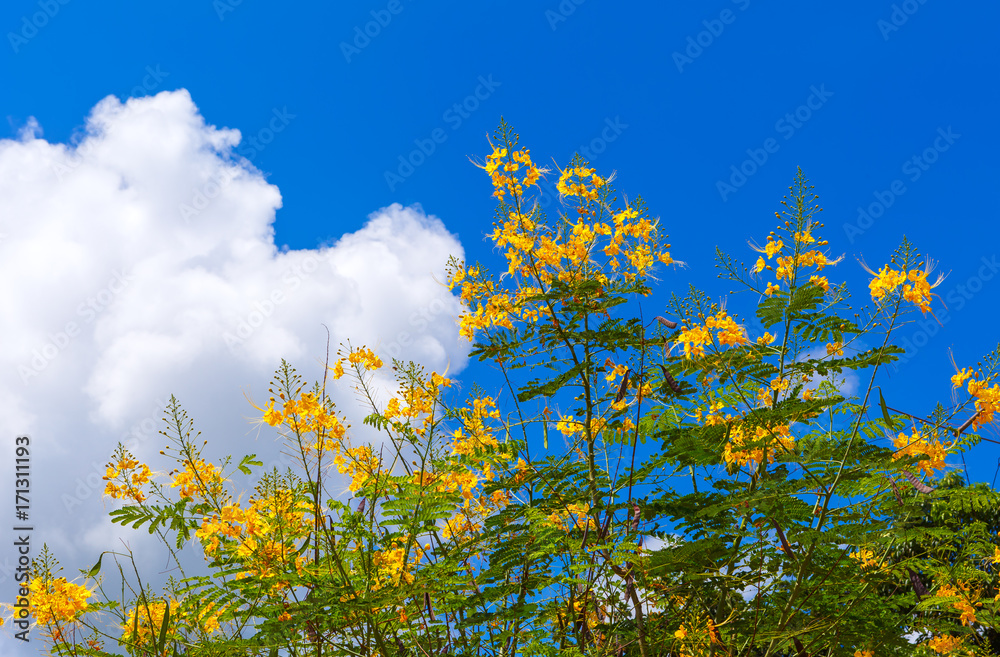 Tropical Plant Yellow Caesalpinia Pulcherrima Tropical Plant Yellow Caesalpinia Pulcherrima