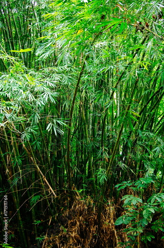 Spring Tall Trees Bamboo Woods. chinese bamboo in Tropical Forest  Summer Nature. Nobody. Environment Concept
