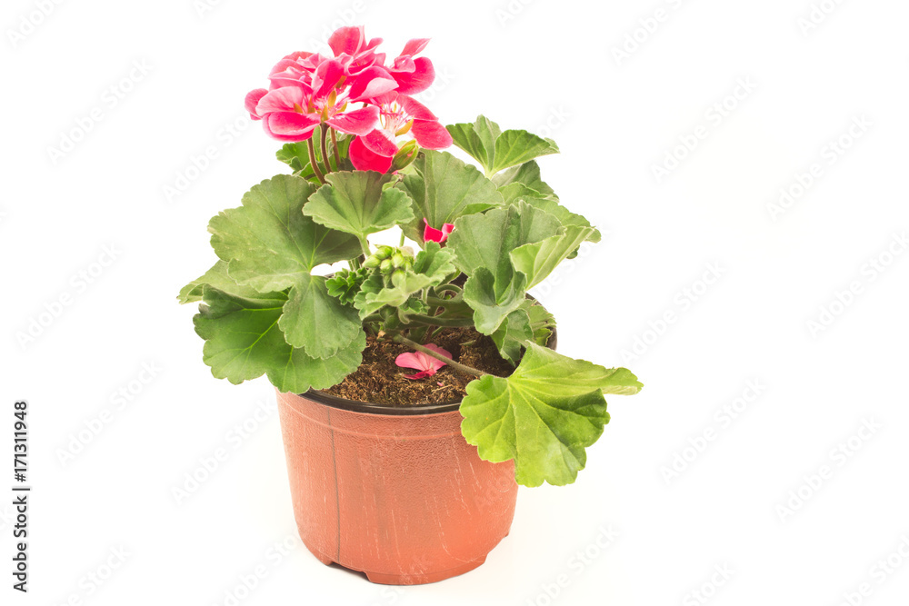 Geranium flower in pot isolated on white background