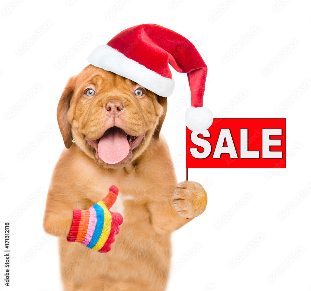 Funny puppy in red christmas hat with sales symbol showing thumbs up. isolated on white background