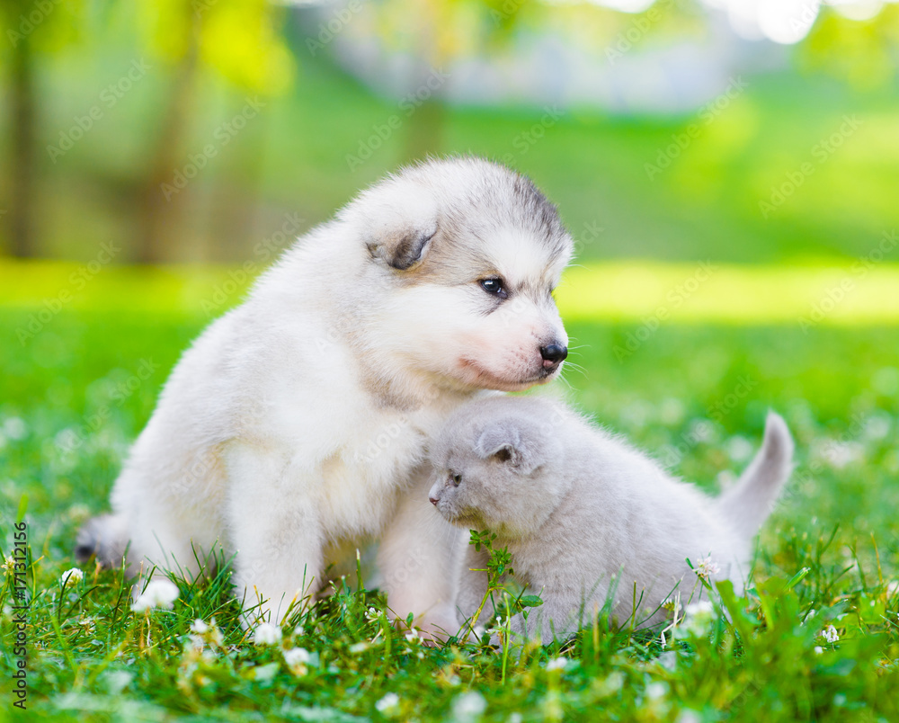 Fototapeta premium Alaskan malamute puppy and kitten sitting together on green grass