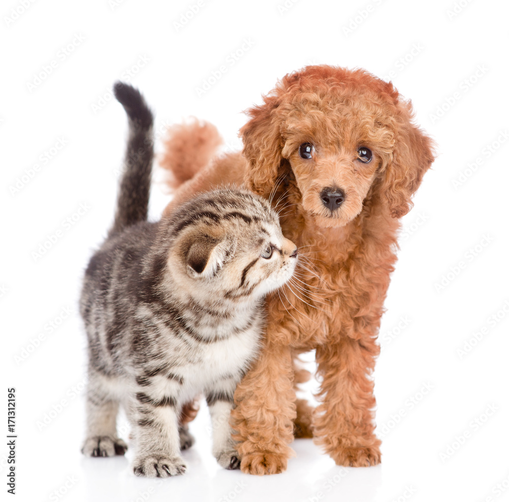 Poodle puppy and tabby kitten standing together. isolated on white background Poodle puppy and tabby kitten standing together. isolated on white background