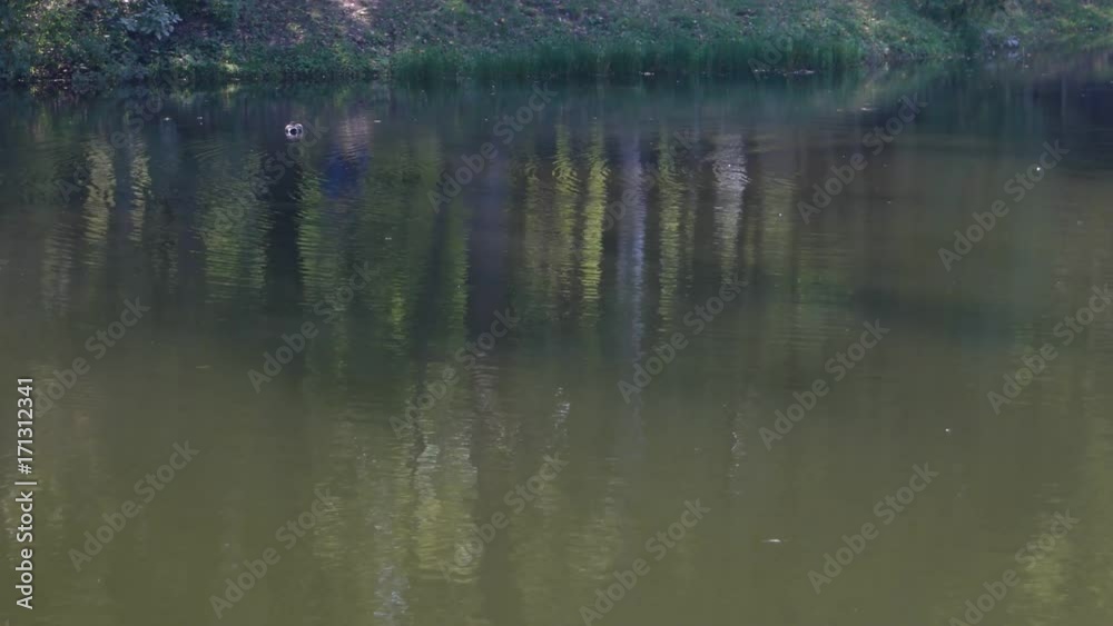 reflection on the surface of a lake in a city park reflection on the surface of a lake in a city park